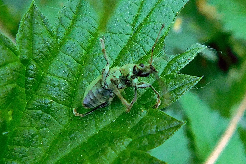 Phyllobius pomaceus - csalán-levélormányos