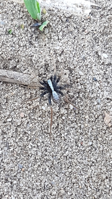 Pardosa alacris/lugubris