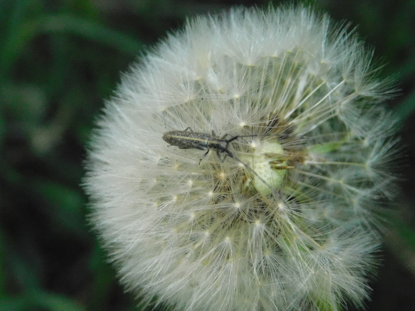 Agapanthia cardui - sávos bogáncscincér