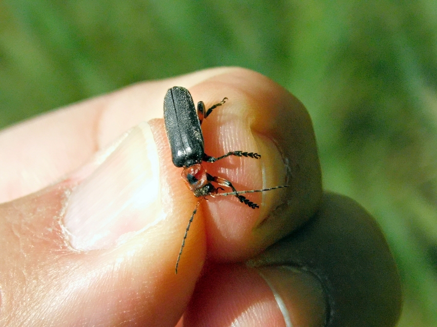 Cantharis rustica - suszterbogár
