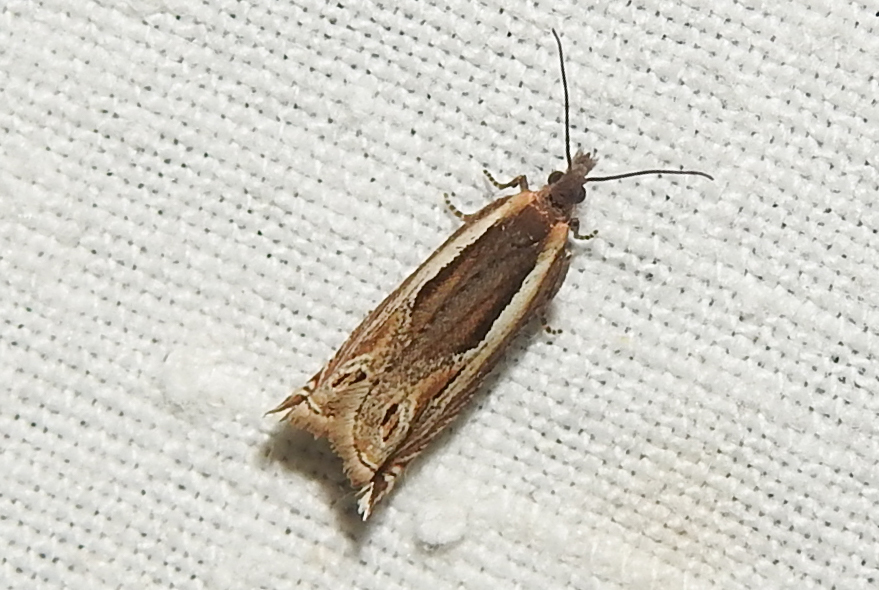 Ancylis apicella - bengesodró horgasmoly