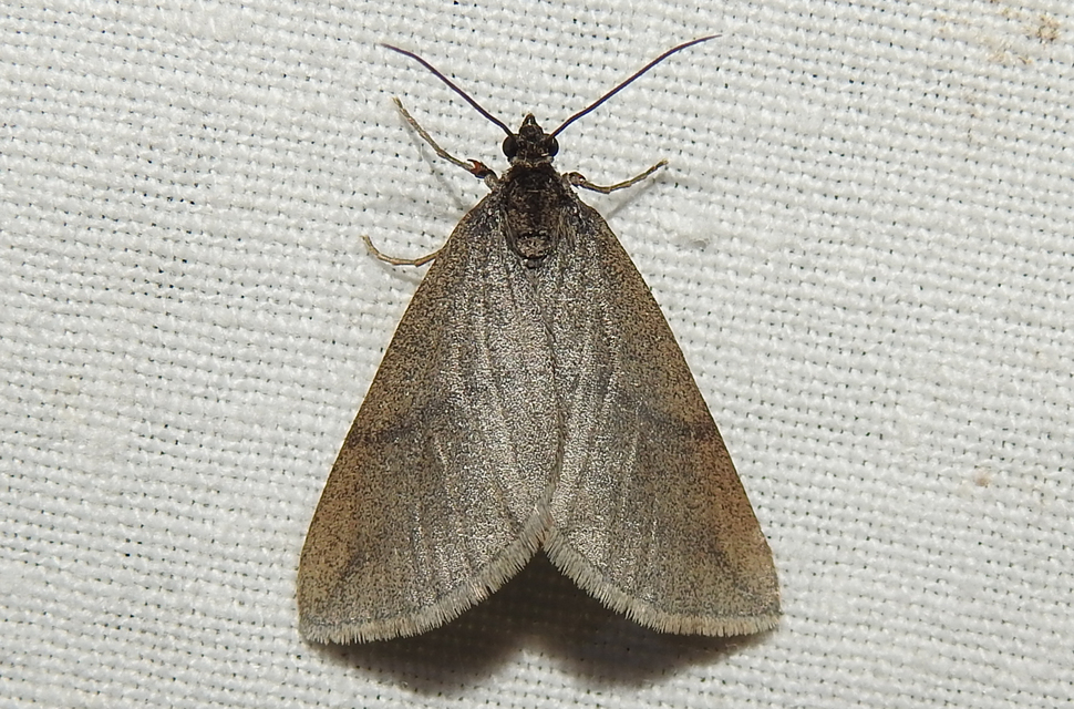 Lithostege griseata - szürke araszoló