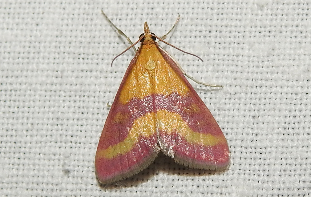 Pyrausta sanguinalis/virginalis