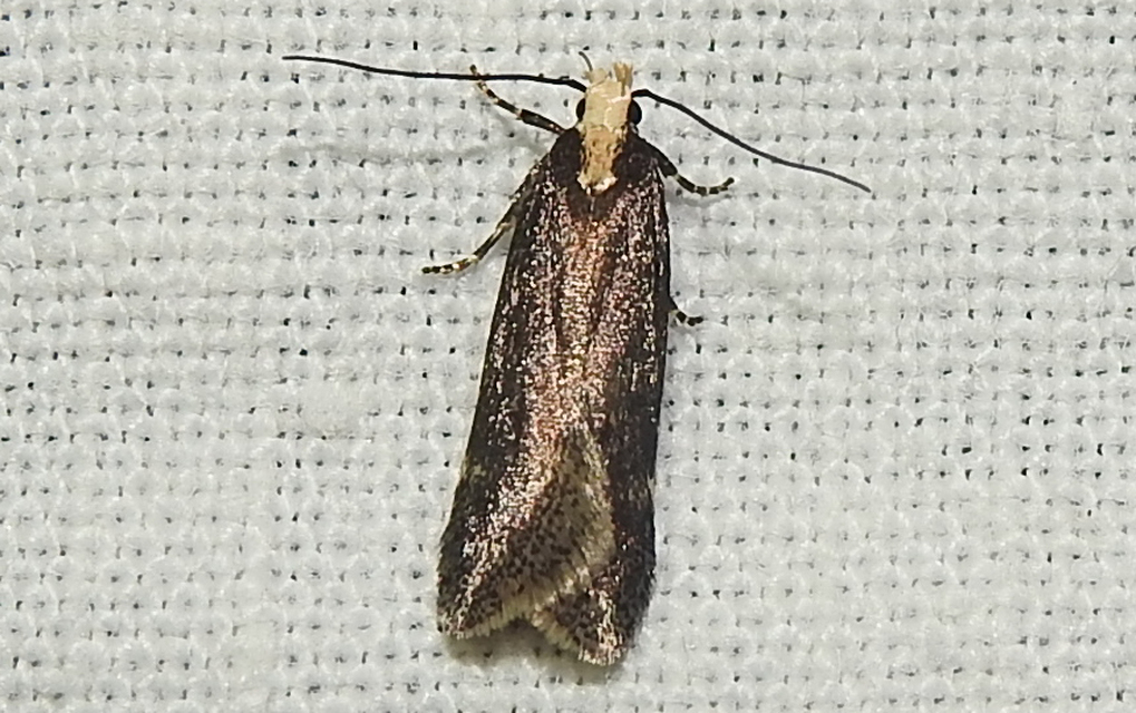 Aroga flavicomella - aranyfejű sarlósmoly
