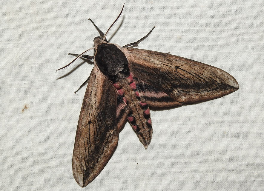 Sphinx ligustri - fagyalszender