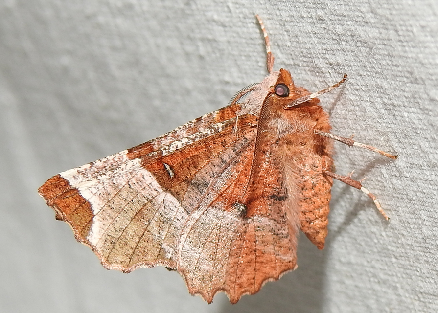 Selenia lunularia - egyfoltos holdasaraszoló