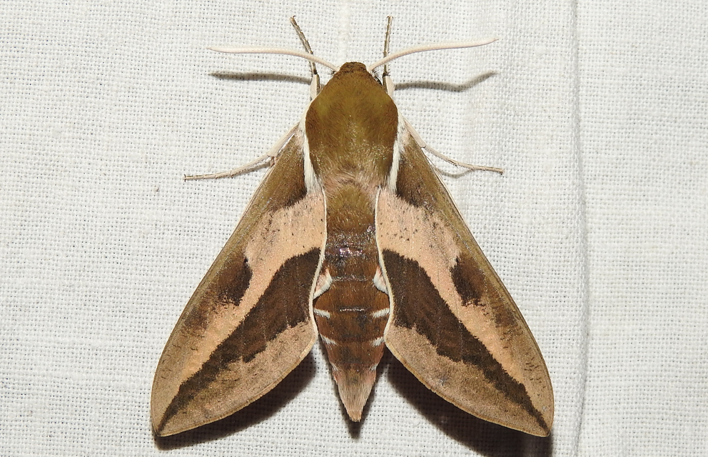 Hyles euphorbiae - kutyatejszender