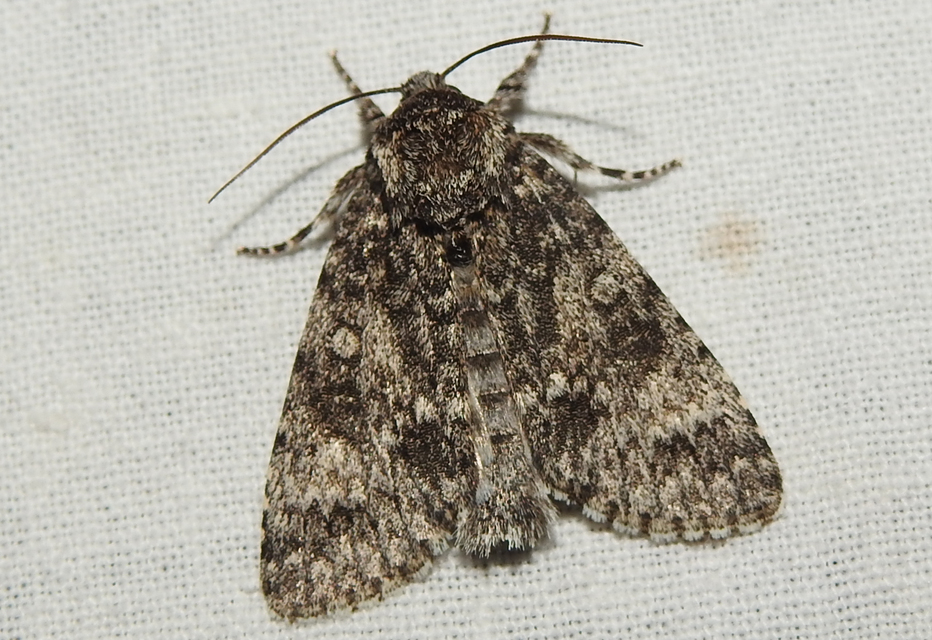 Acronicta megacephala - nagyfejű szigonyosbagoly