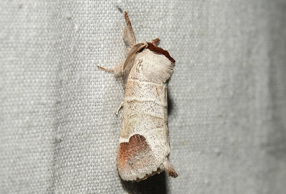 Clostera curtula - rövidszárnyú levélszövő
