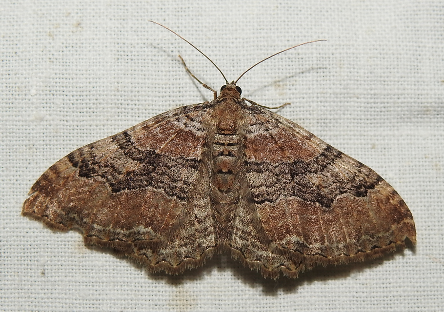 Hydria cervinalis - őzbarna araszoló