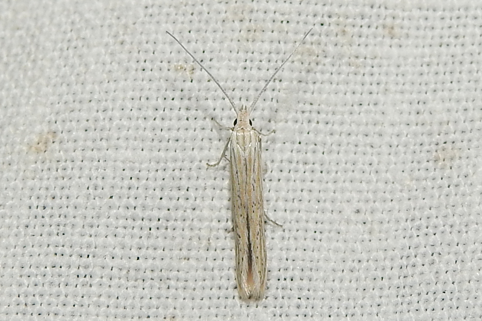Coleophora
