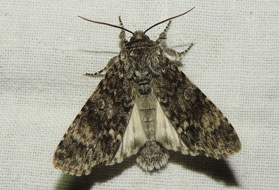 Acronicta megacephala - nagyfejű szigonyosbagoly