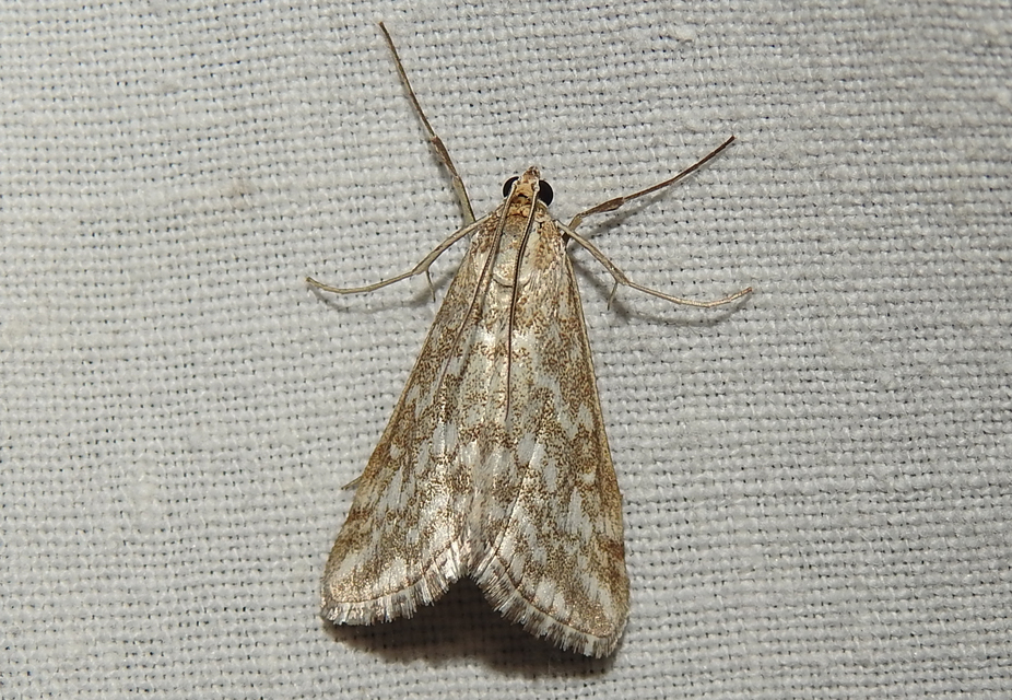 Evergestis frumentalis - tavaszi dudvamoly