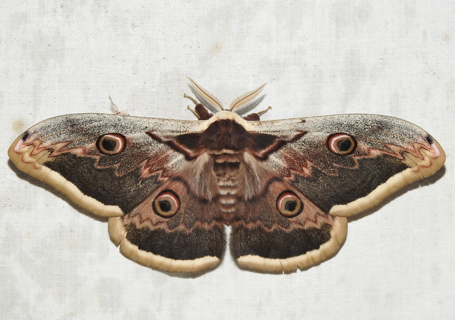Saturnia pyri - nagy pávaszem