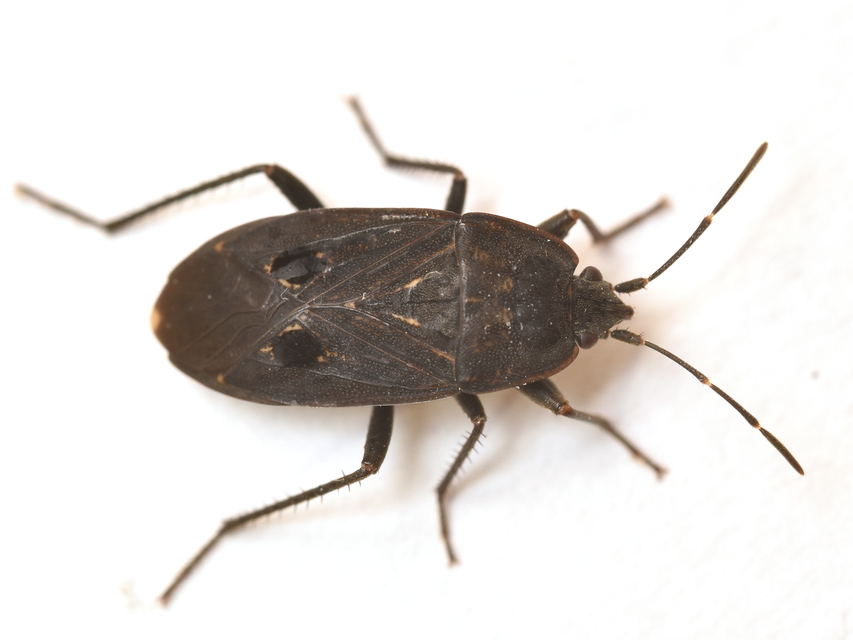 Graptopeltus validus