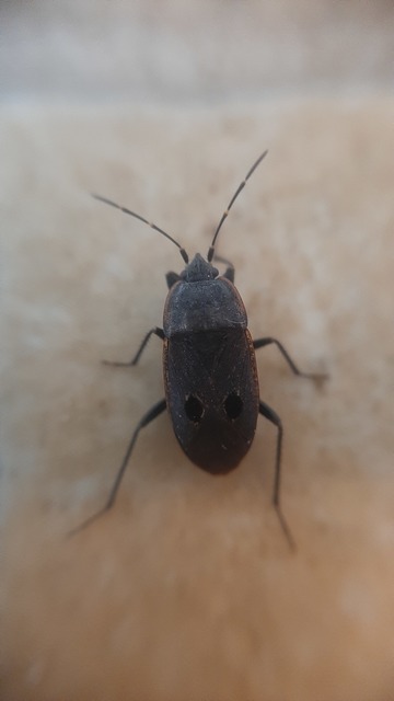 Graptopeltus validus