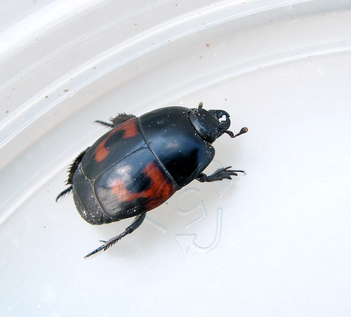 Hister quadrimaculatus - közönséges sutabogár