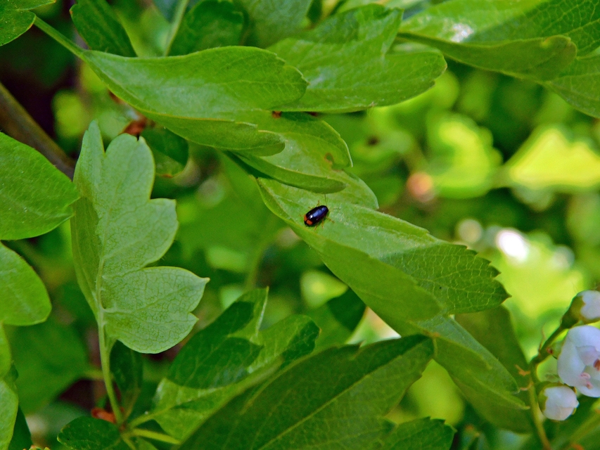 Cryptocephalus chrysopus - sárgavégű zömökbogár