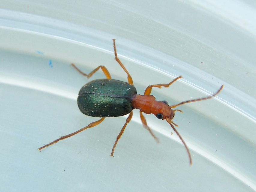 Brachinus explodens - kis pöfögőfutó