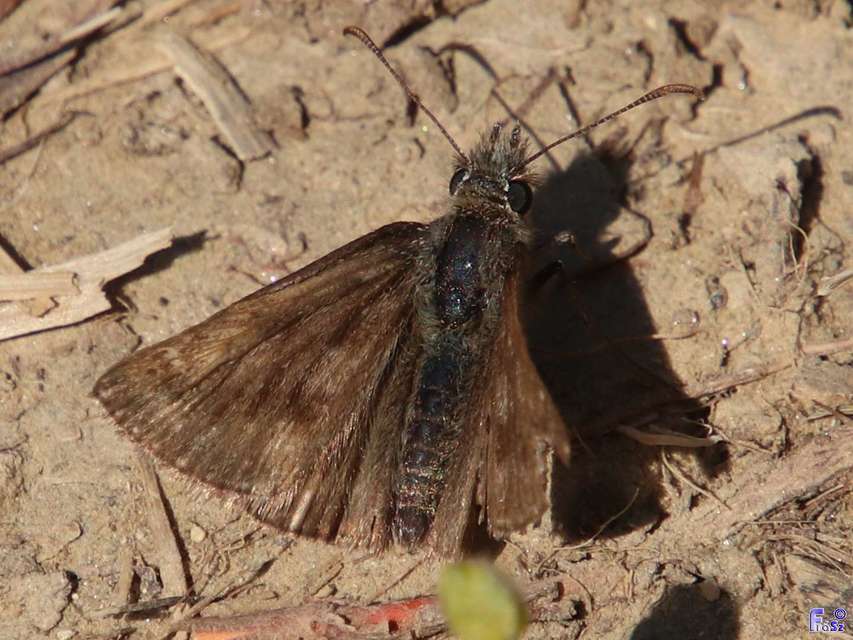 Erynnis tages - cigánylepke