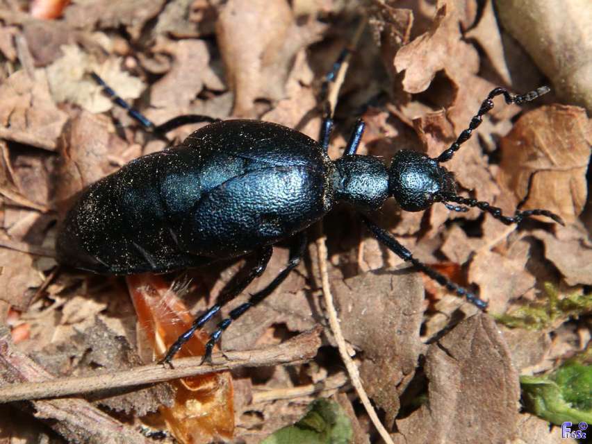 Meloe violaceus - kék nünüke