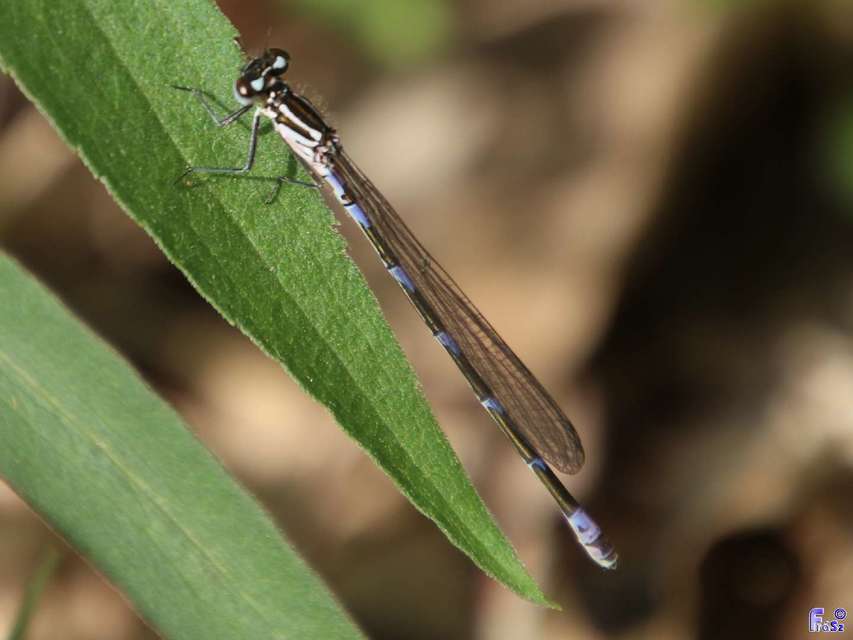 Coenagrion pulchellum - karcsú légivadász