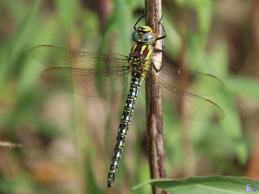 Brachytron pratense - szőrös karcsúacsa