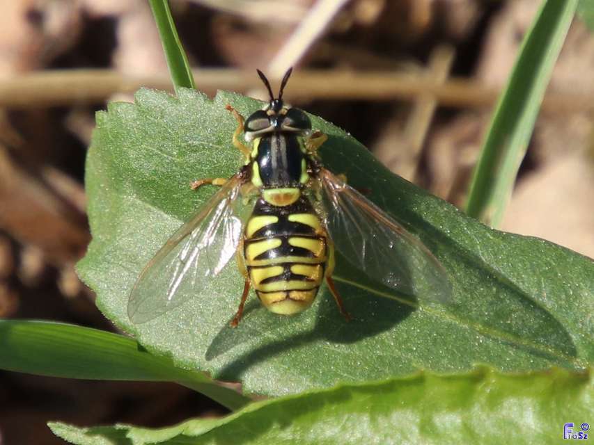 Chrysotoxum verralli - verralli öveslégy