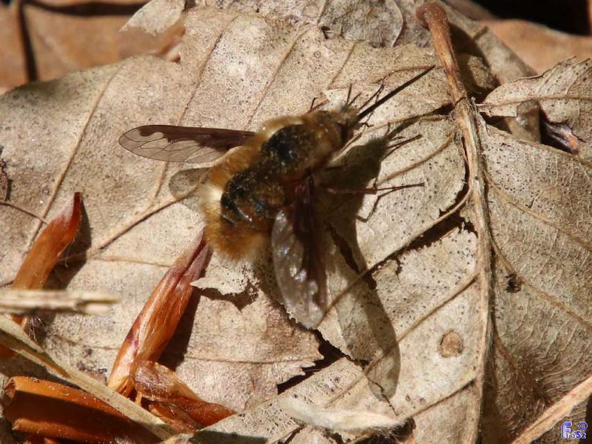 Bombylius major - szegélyes pöszörlégy