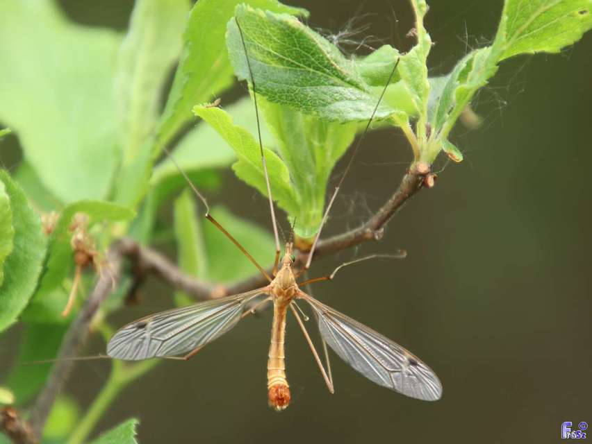 Tipula