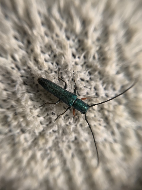 Phytoecia caerulea - fémzöld fűcincér Phytoecia caerulea - fémzöld fűcincér