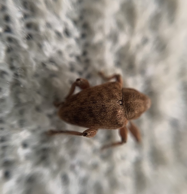 Curculio pellitus - makklikasztó zsuzsóka