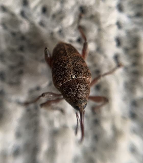 Curculio glandium - tölgymakkzsuzsóka