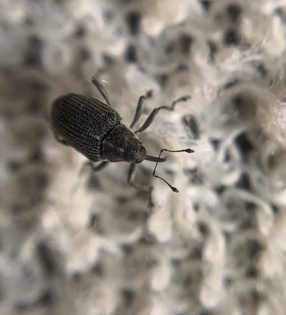 Ceutorhynchus obstrictus - repcebecő-ceutormányos