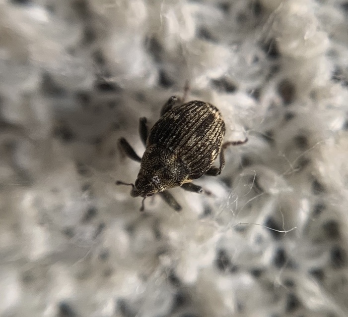 Nedyus quadrimaculatus - közönséges csalánormányos
