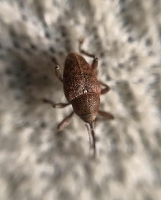 Curculio glandium - tölgymakkzsuzsóka