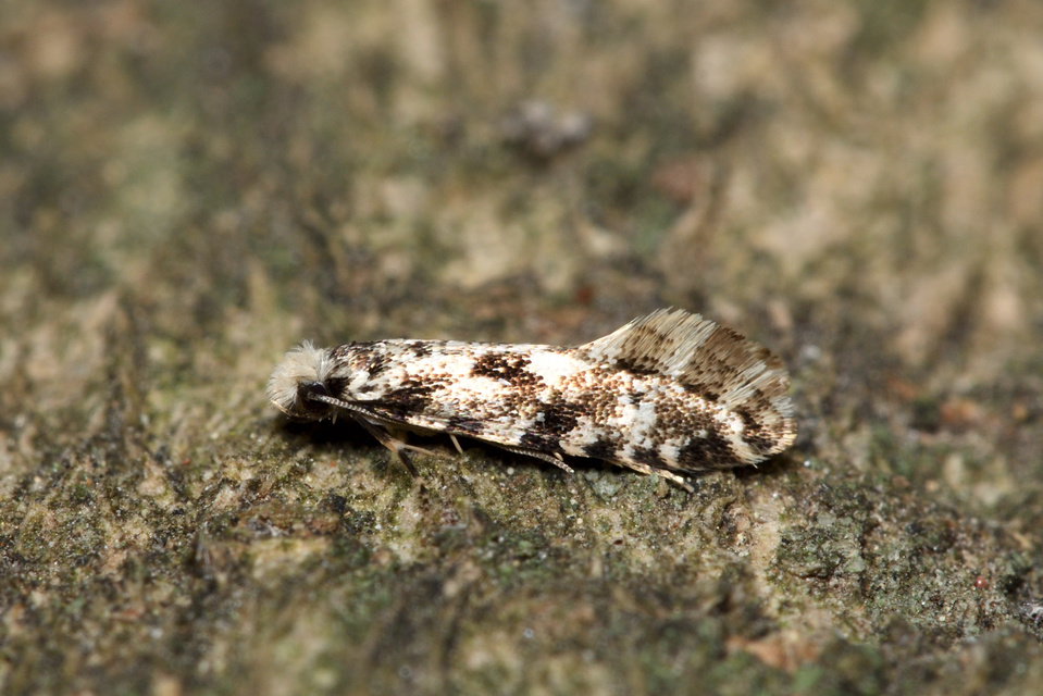 Nemapogon