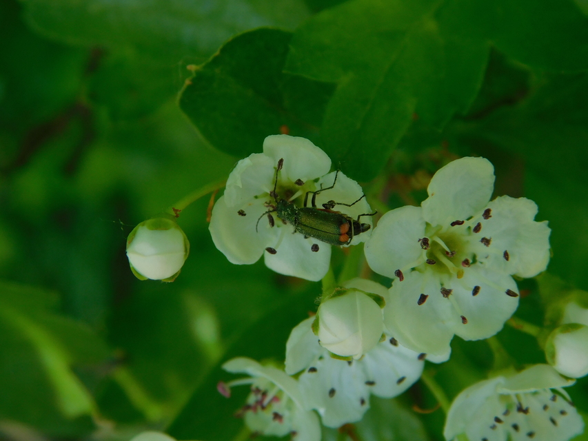 Malachius bipustulatus - kétfoltos bibircsesbogár