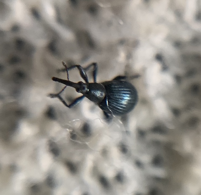 Eutrichapion punctiger - bükkönyrontó cickányormányos Eutrichapion punctiger - bükkönyrontó cickányormányos