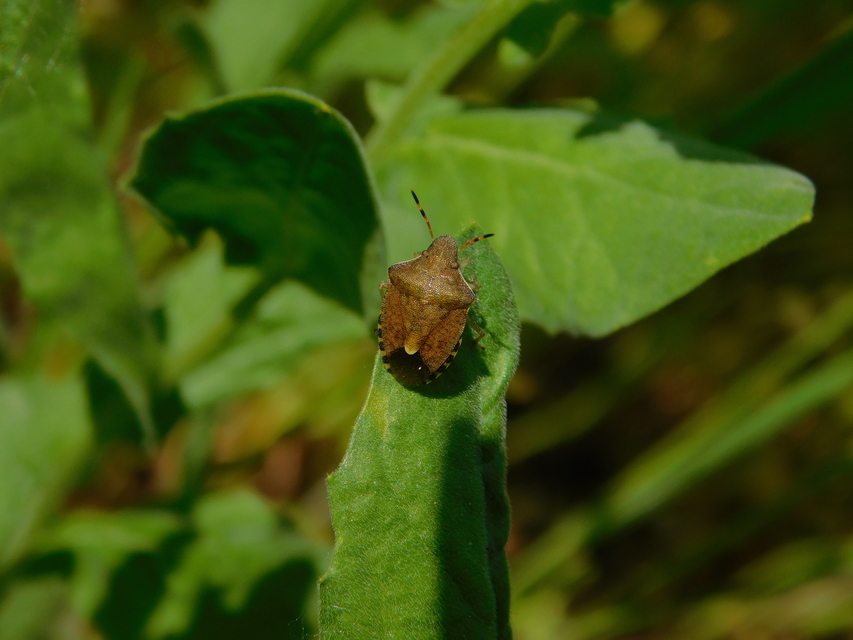 Peribalus strictus - tavaszi címerespoloska Peribalus strictus - tavaszi címerespoloska