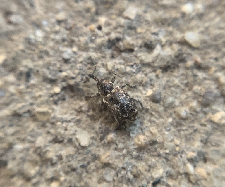 Smicronyx jungermanniae - közönséges arankaormányos