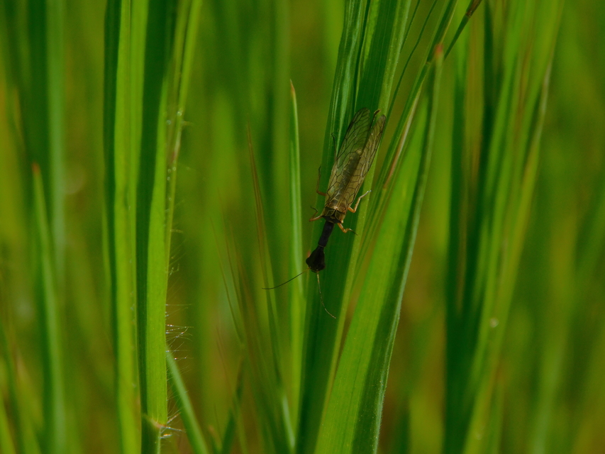 Raphidioptera - Tevenyakú-fátyolkák