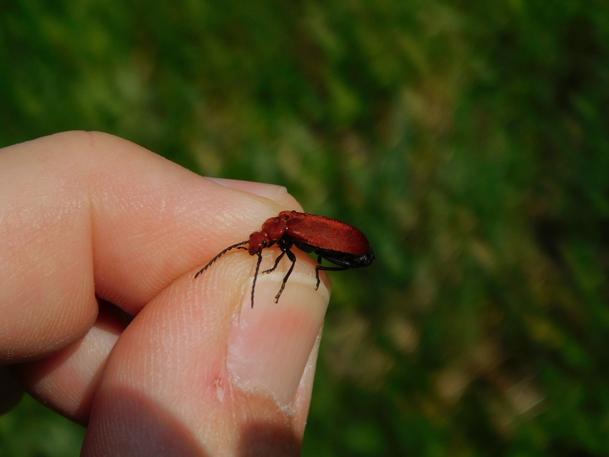 Pyrochroa serraticornis - közép-bíborbogár