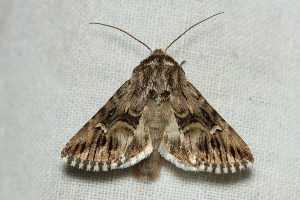 Calophasia lunula - gyújtoványfű-apróbagoly