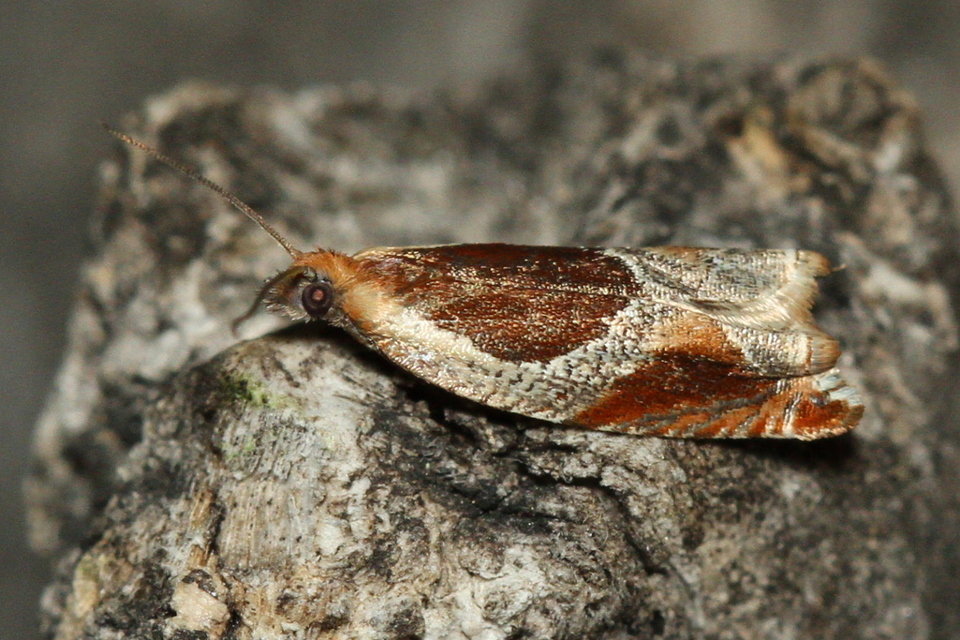 Ancylis unculana - szedersodró horgasmoly