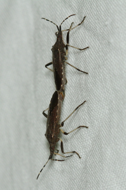 Dicranocephalus