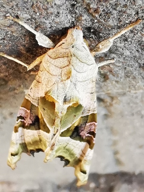 Phlogophora meticulosa - vándorló csipkésbagoly