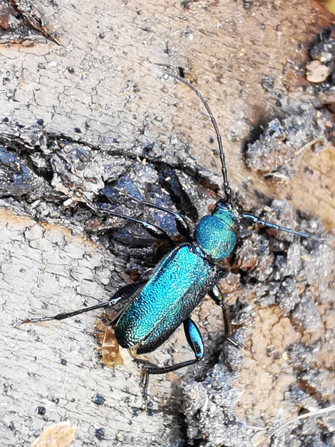 Callidium violaceum - kék korongcincér