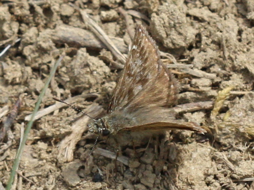 Erynnis tages - cigánylepke