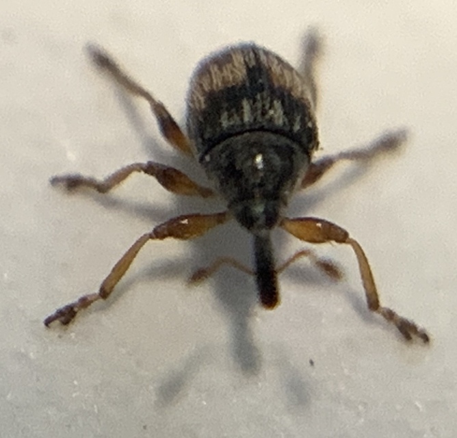 Nanophyes marmoratus - simacombú füzényormányos